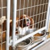 14x24 6-Run Commercial Kennel