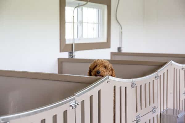 14x28 7-Run Commercial Kennel