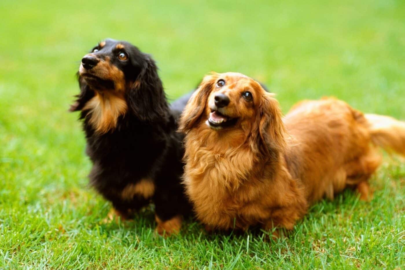 2 dogs playing
