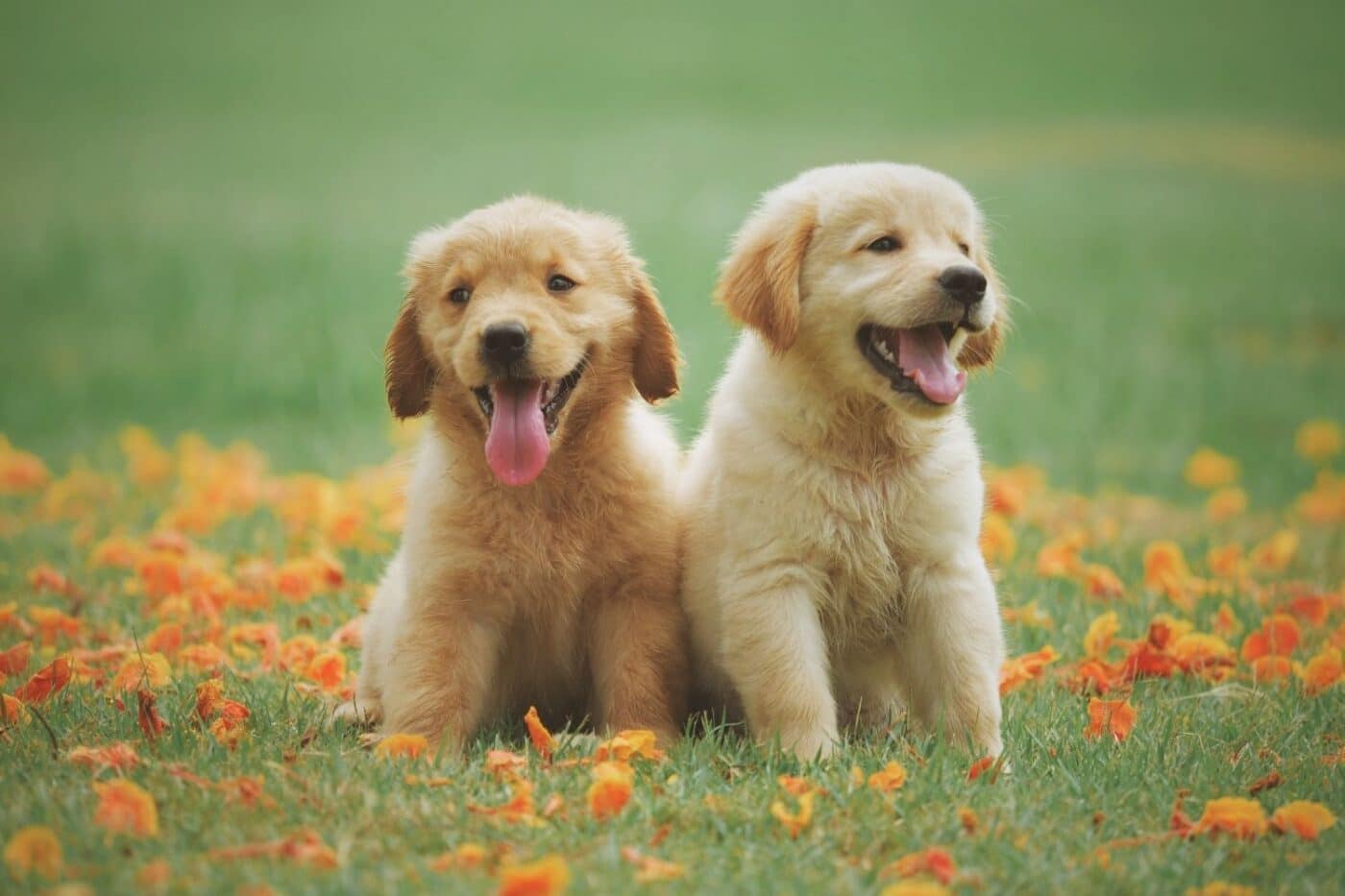 2 happy dogs