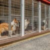 20x60 12-Run Commercial Kennel
