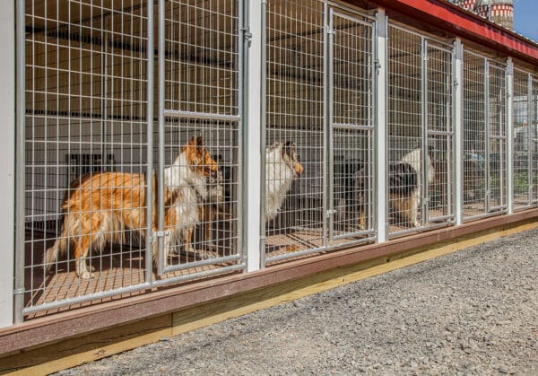 20x60 12-Run Commercial Kennel