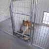 20x60 12-Run Commercial Kennel