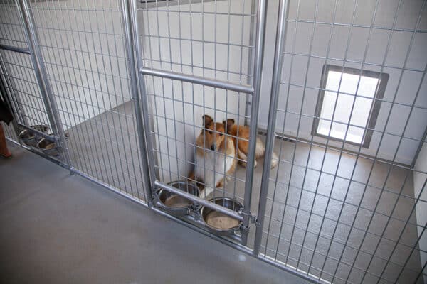 20x60 12-Run Commercial Kennel