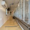 U-Shaped 40-Run Dog Commercial Kennel