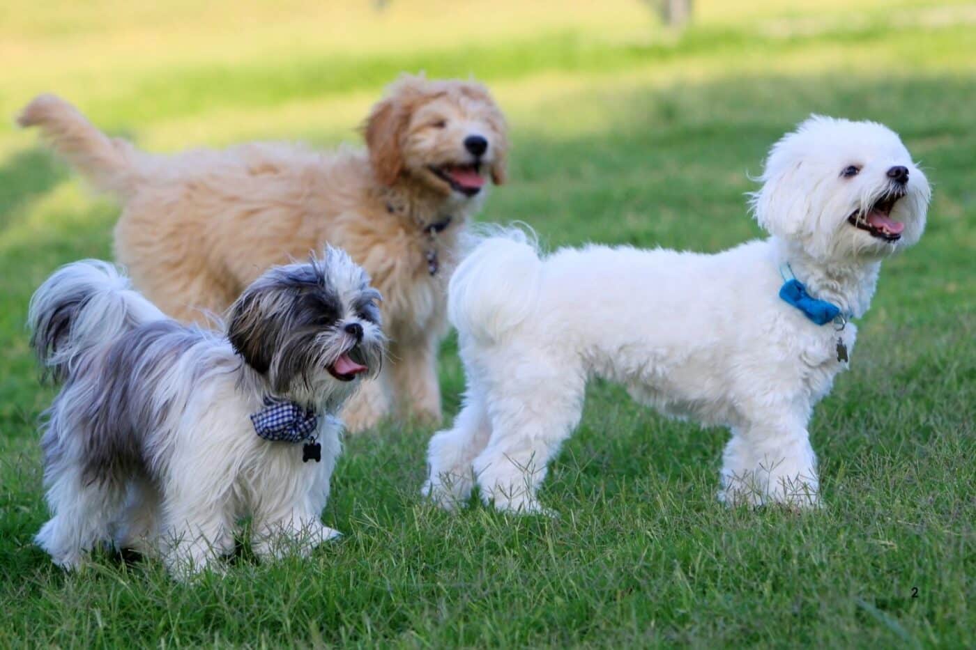 3 dogs laughing