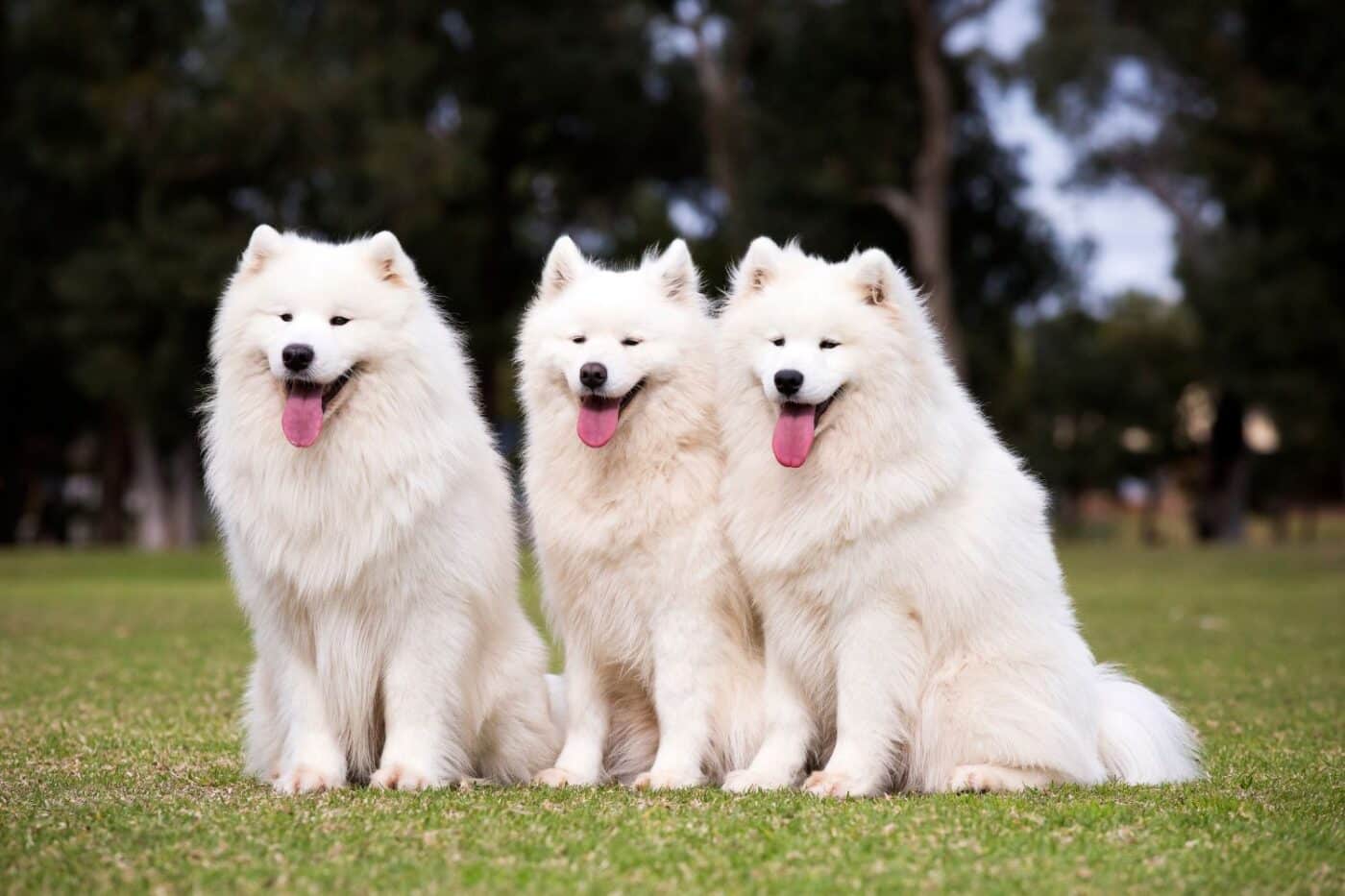 3 dogs smiling with tongue out