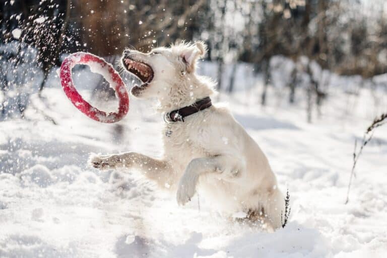 5 common dog myths
