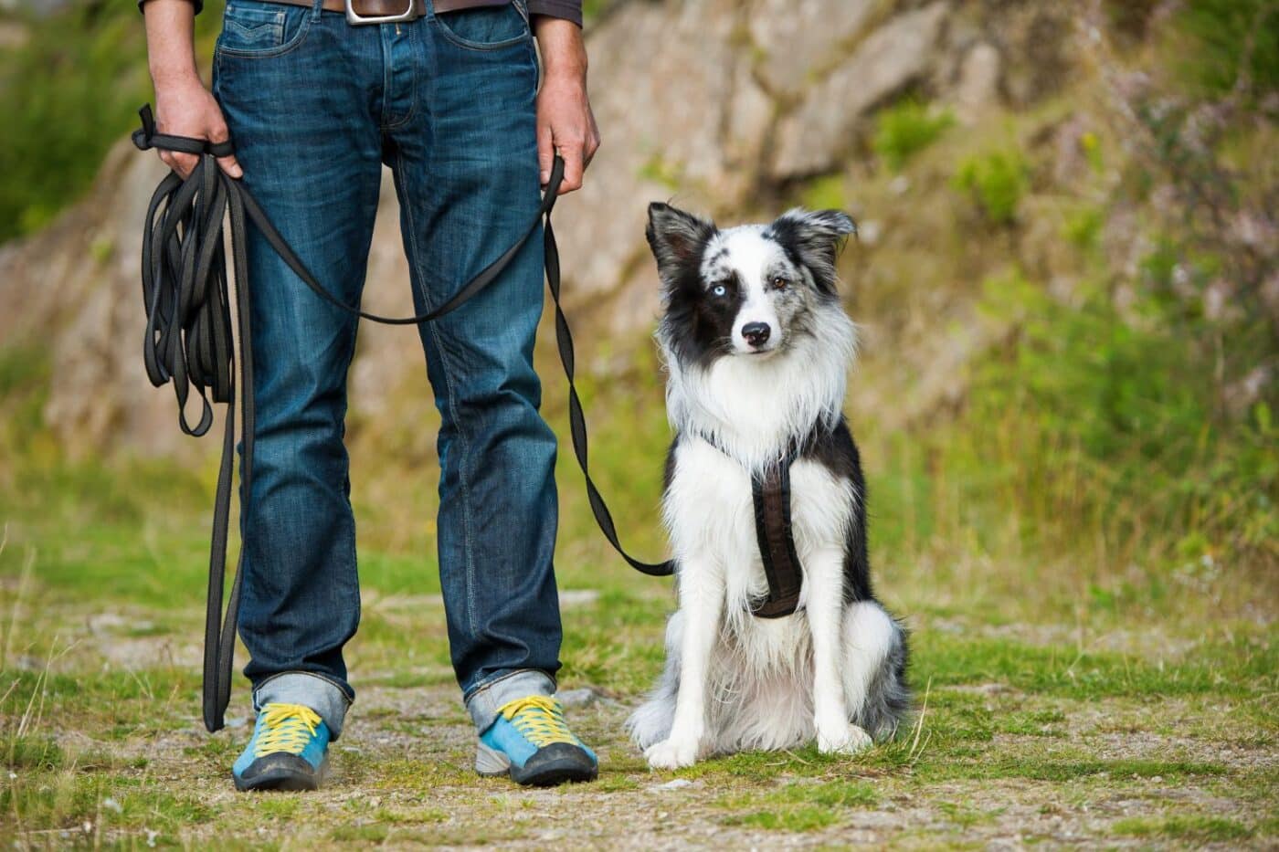 Elam Miller in 6 dogs that look exactly like Simba from The Lion King. Australian Shepard on a leash.