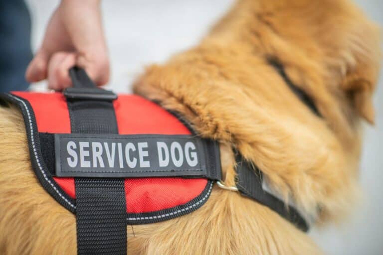 a service dog