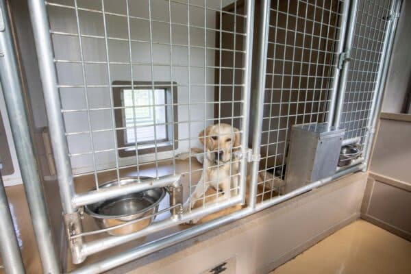 12x17 5-Run Commercial Kennel