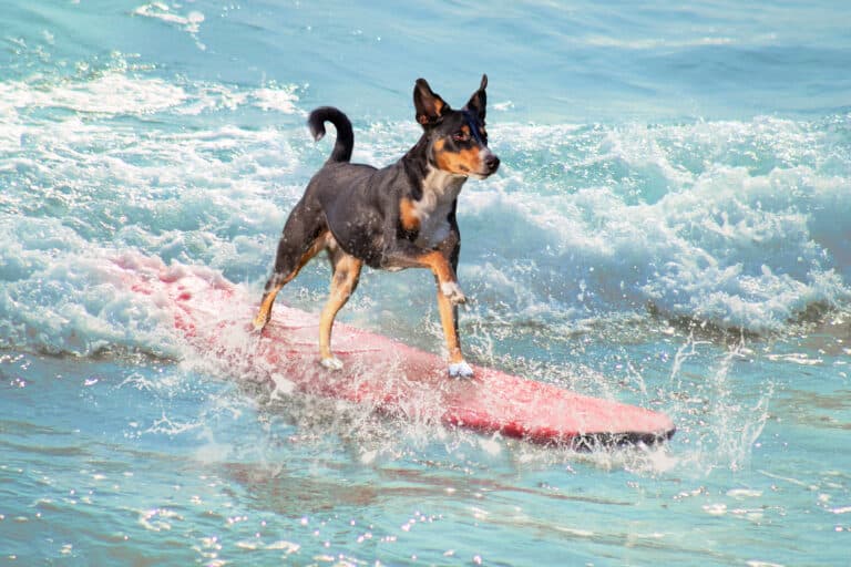 dog on surfboard