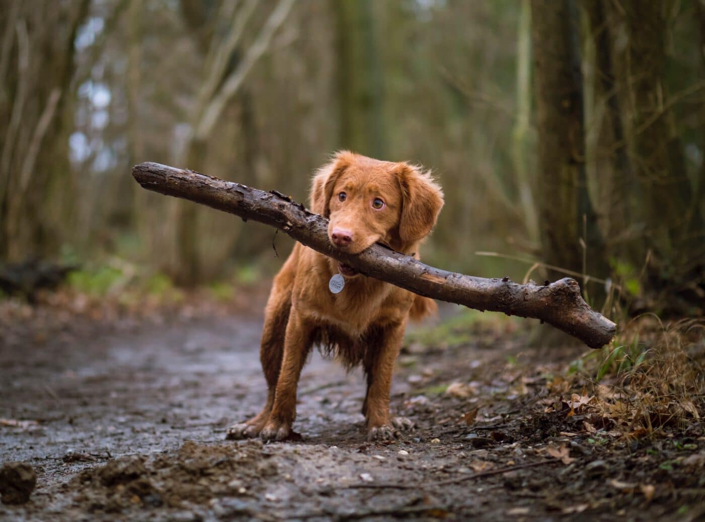 puppy with a stick in its mouth in forest