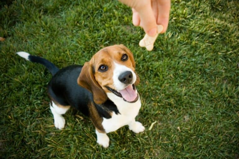 beef dog treat recipe