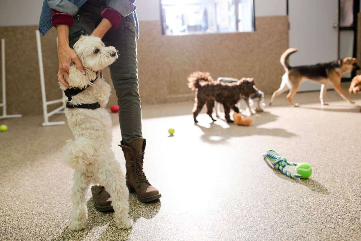 benefits of starting your dog training business