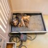 BIH784A7585784a7585 14x36 7-Run Commercial Kennel
