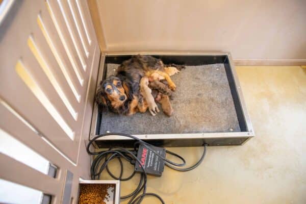 BIH784A7585784a7585 14x36 7-Run Commercial Kennel