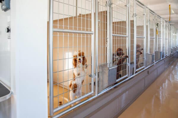 14x44 10-Run Commercial Kennel