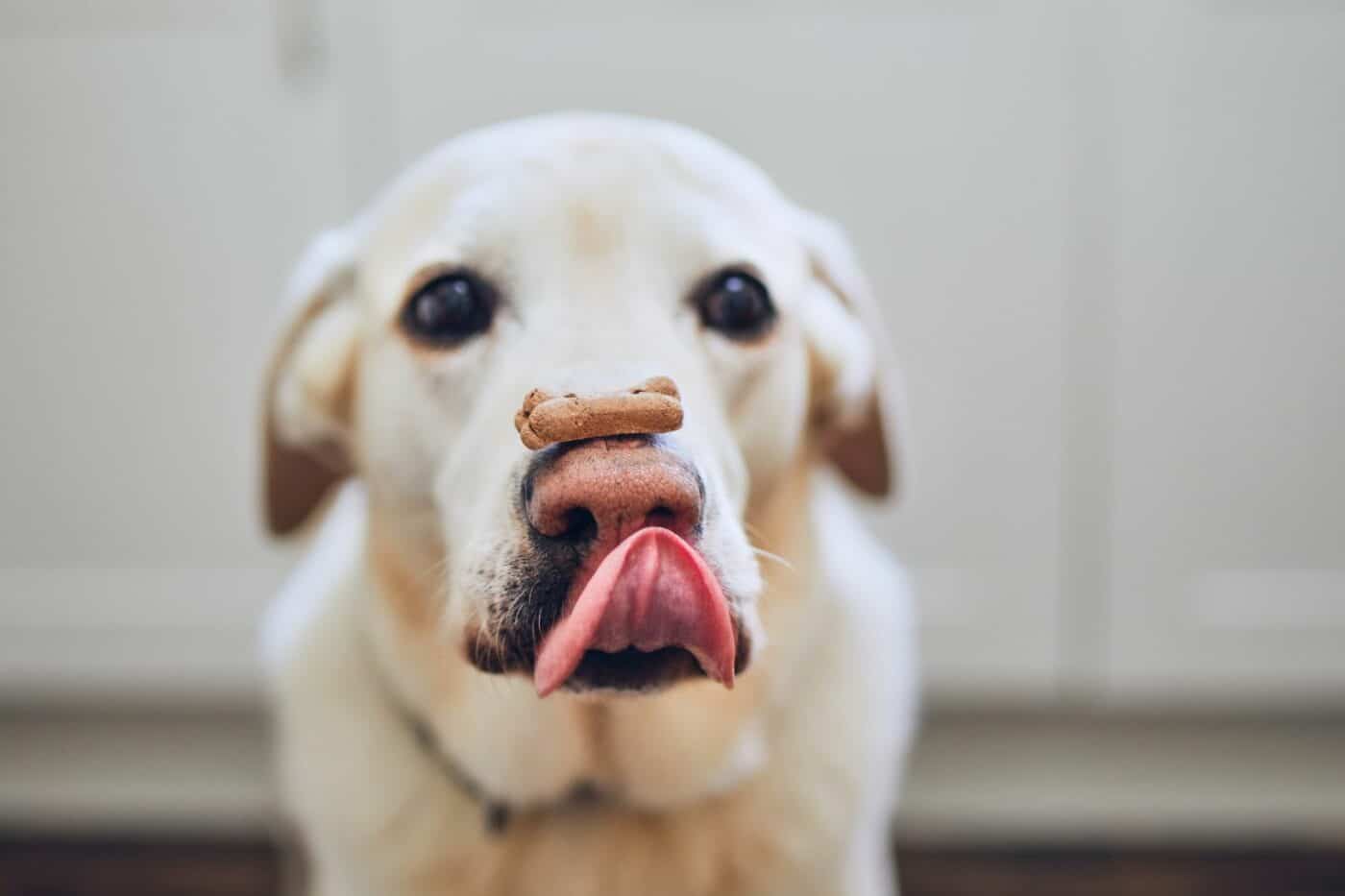 biscuit dog treat recipe