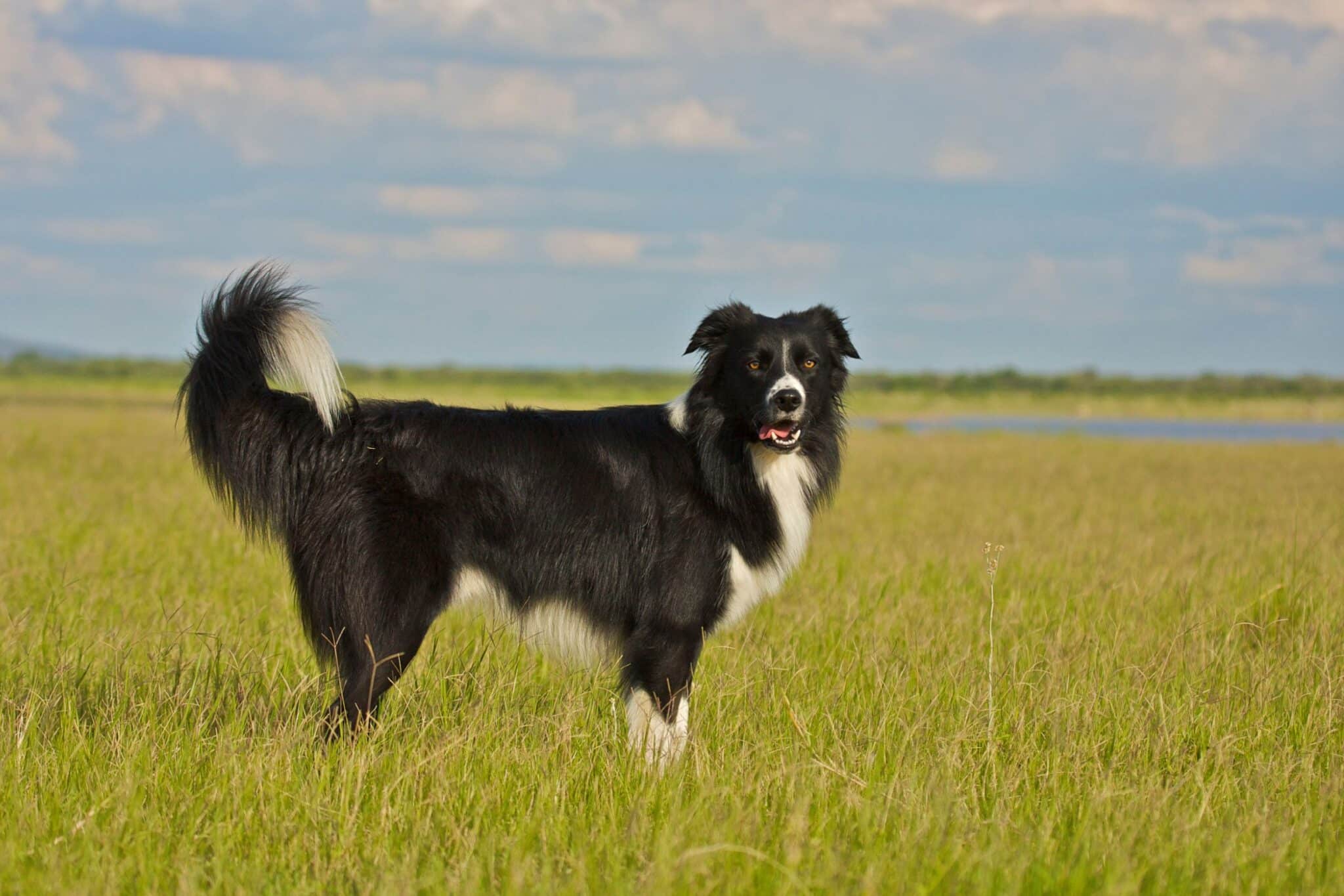 border collie