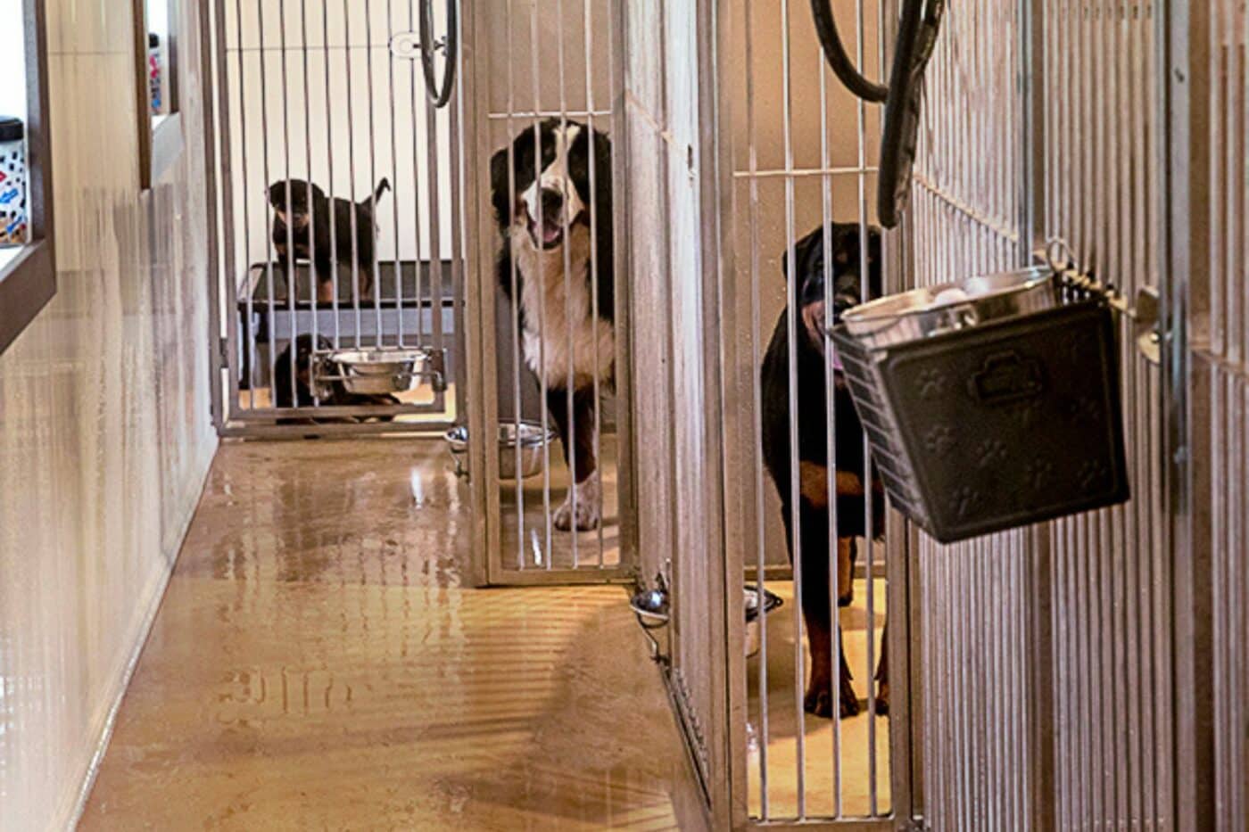 Breeder Dog Kennels For Sale in Iowa