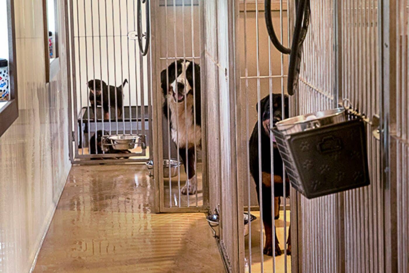 Breeder Dog Kennels For Sale in Joliet IL
