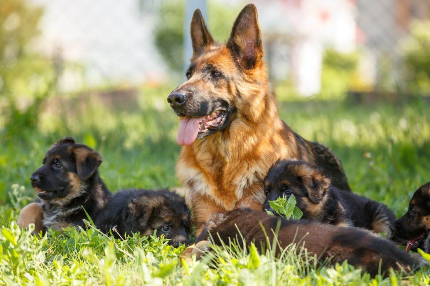 Breeder Dog Kennels for sale in Manchester NH