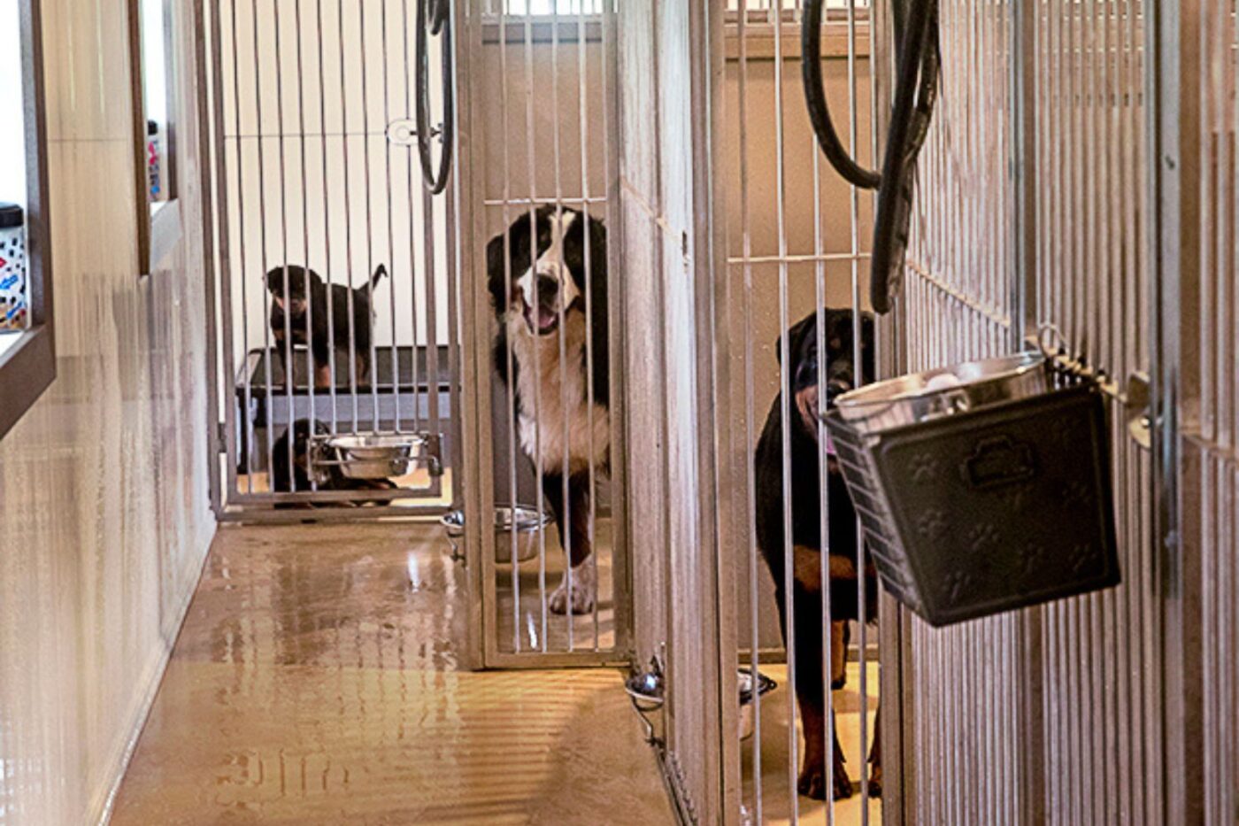 Breeder Dog Kennels For Sale in Nashua NH