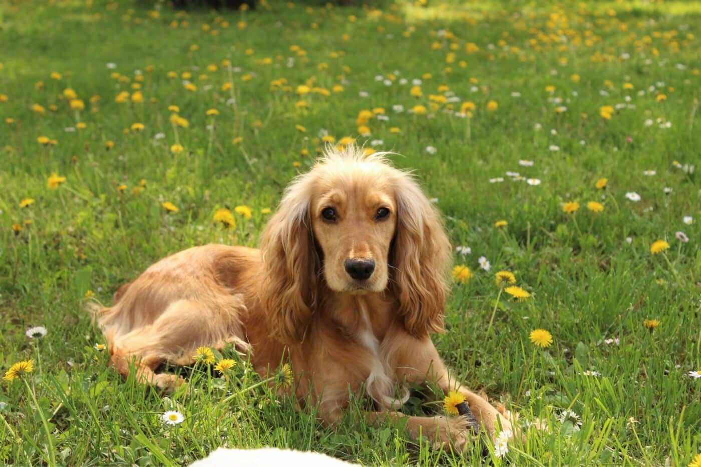 cocker spaniel laying in the grass surrounded by yellow dandelions
