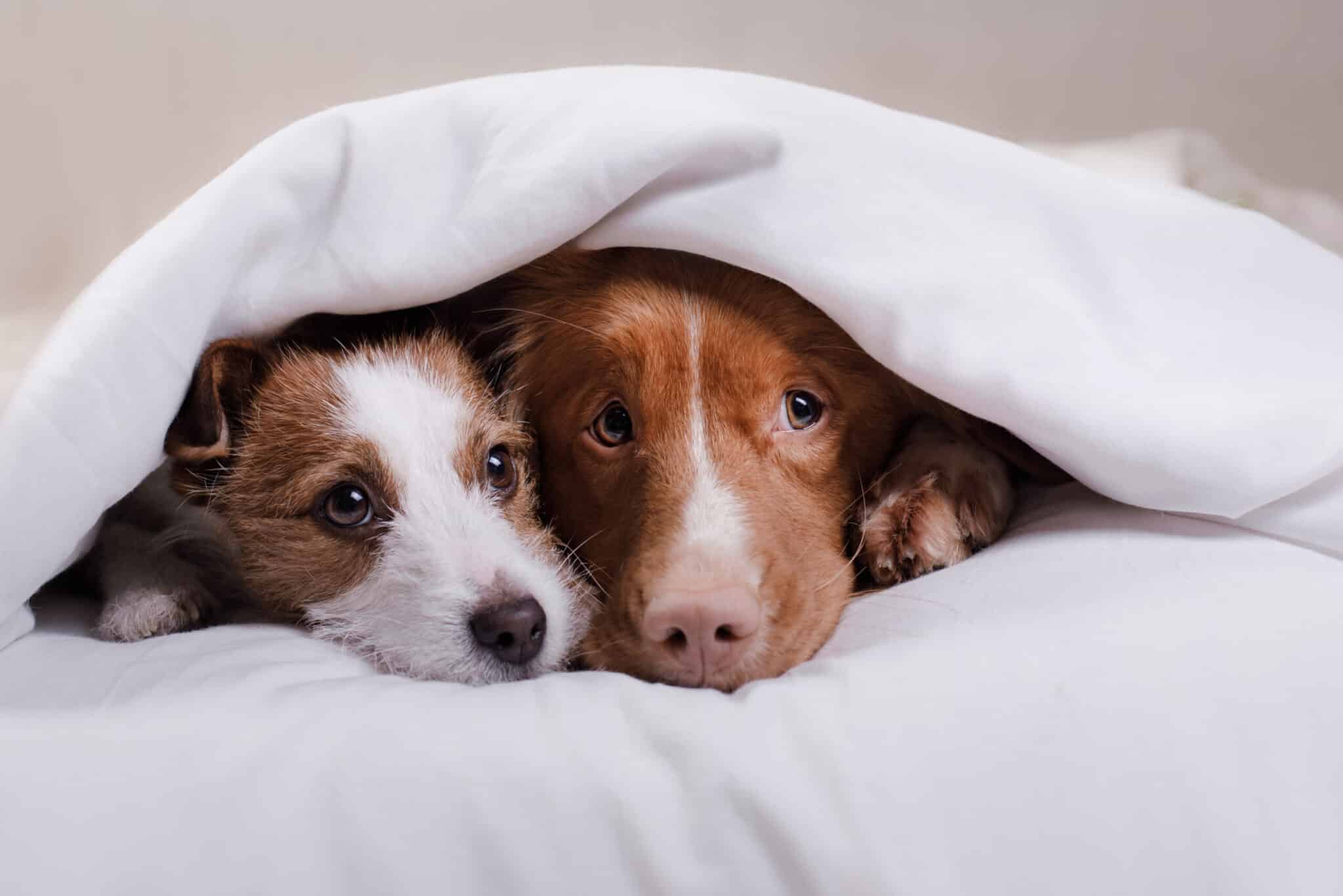 dog jack russell terrier and nova scotia duck tolling retriever lying on the bed
