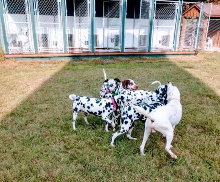 dog kennel in new jersey