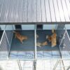 14x26 9-Run Commercial Kennel