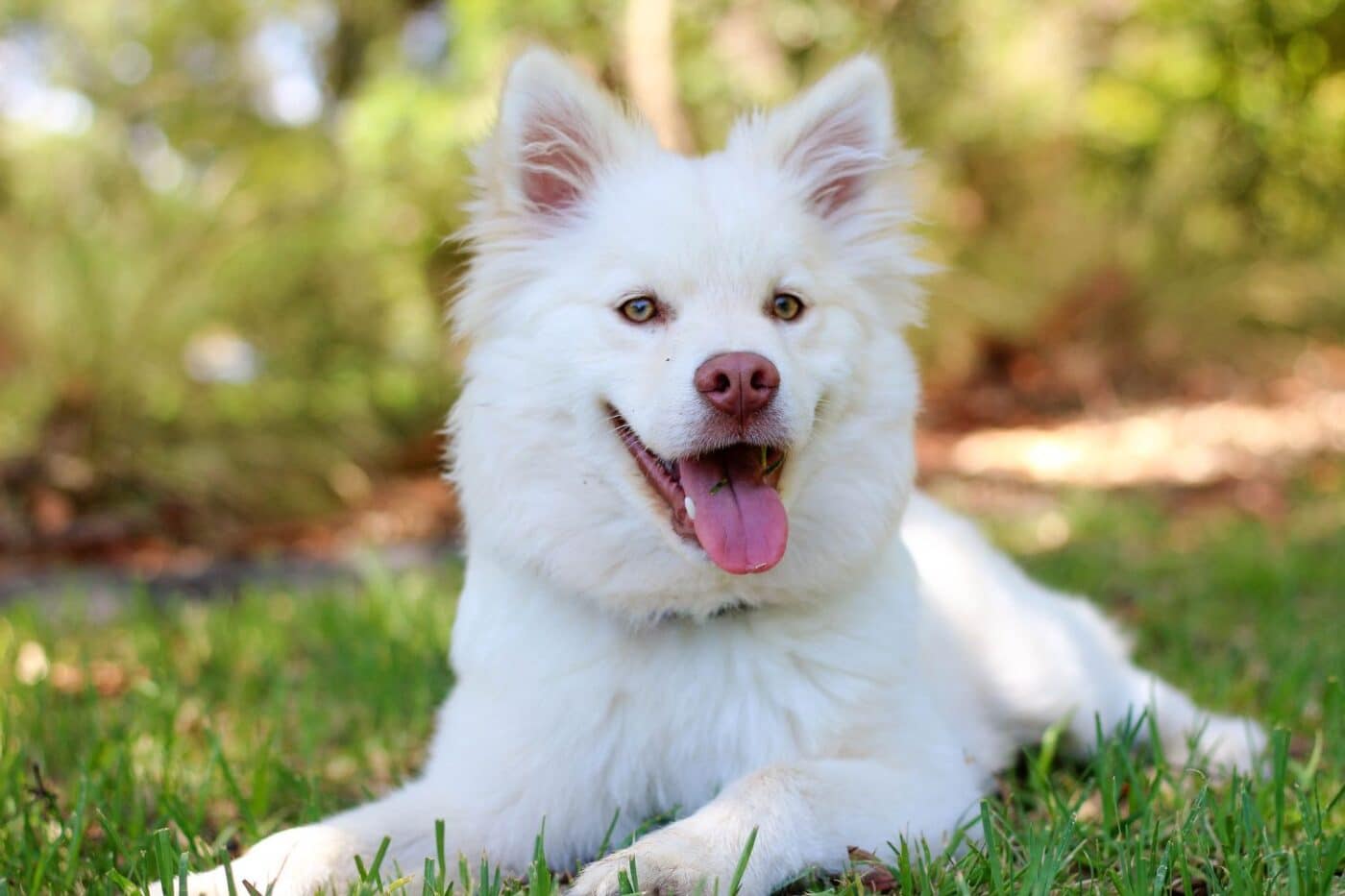do dogs need to be registered in florida commercial dog kennel laws in florida