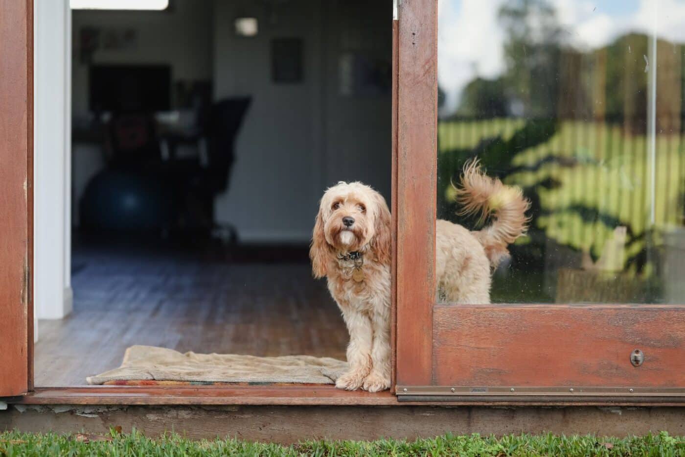do dogs need to be registered in south carolina