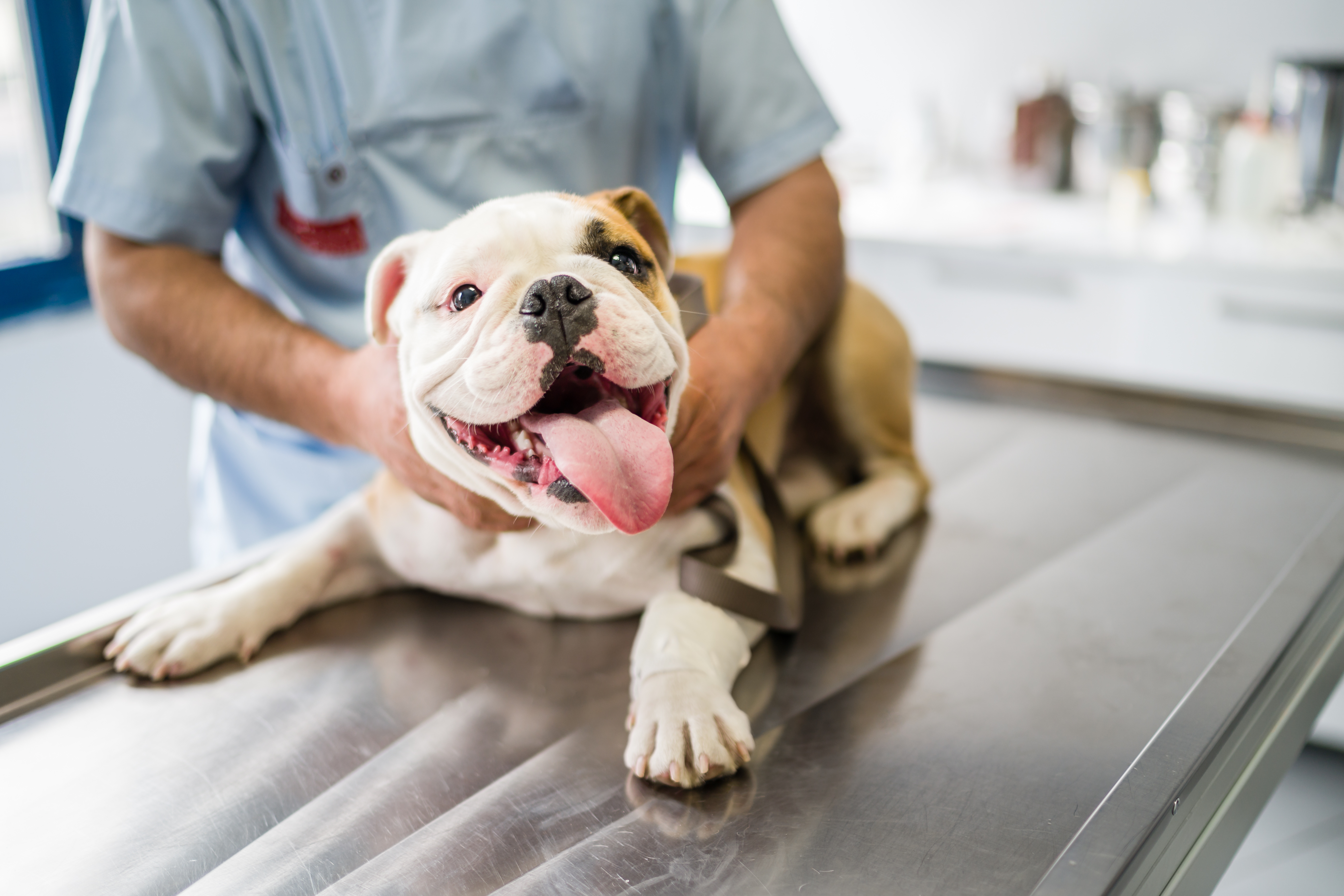 dog at the vet