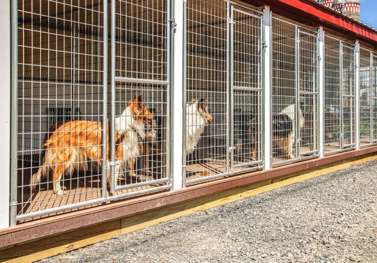 dog boarding cost