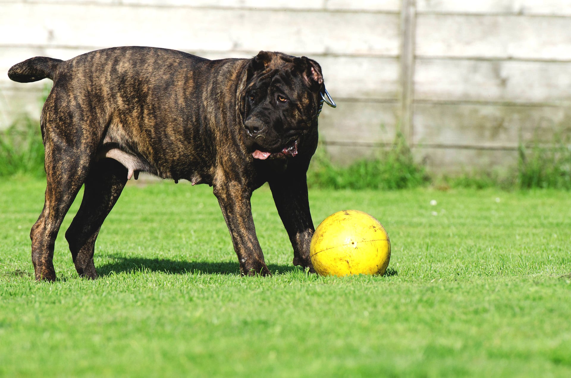 dog boarding kennel