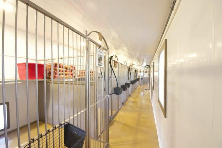 dog boarding kennels- interior