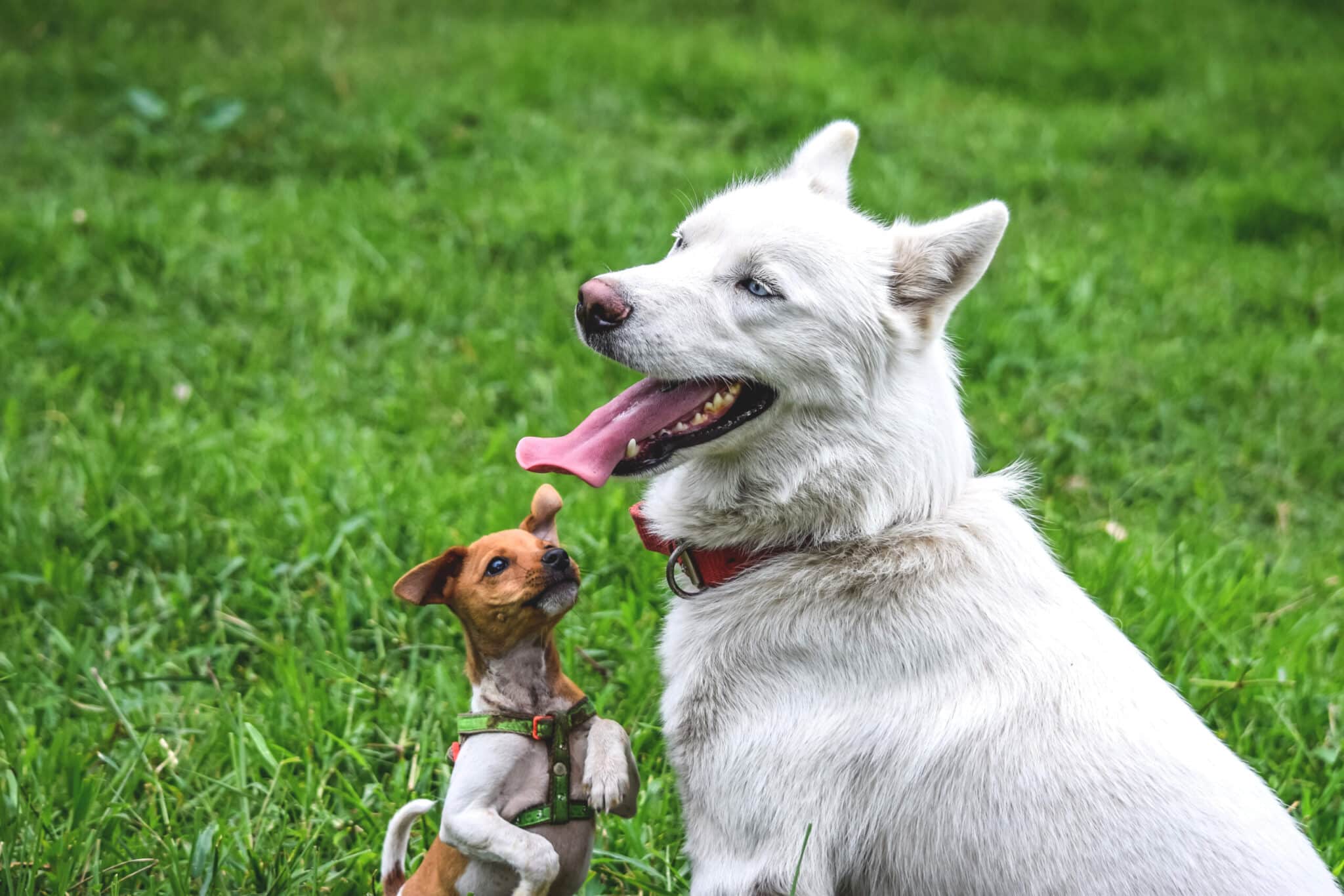 dog boarding