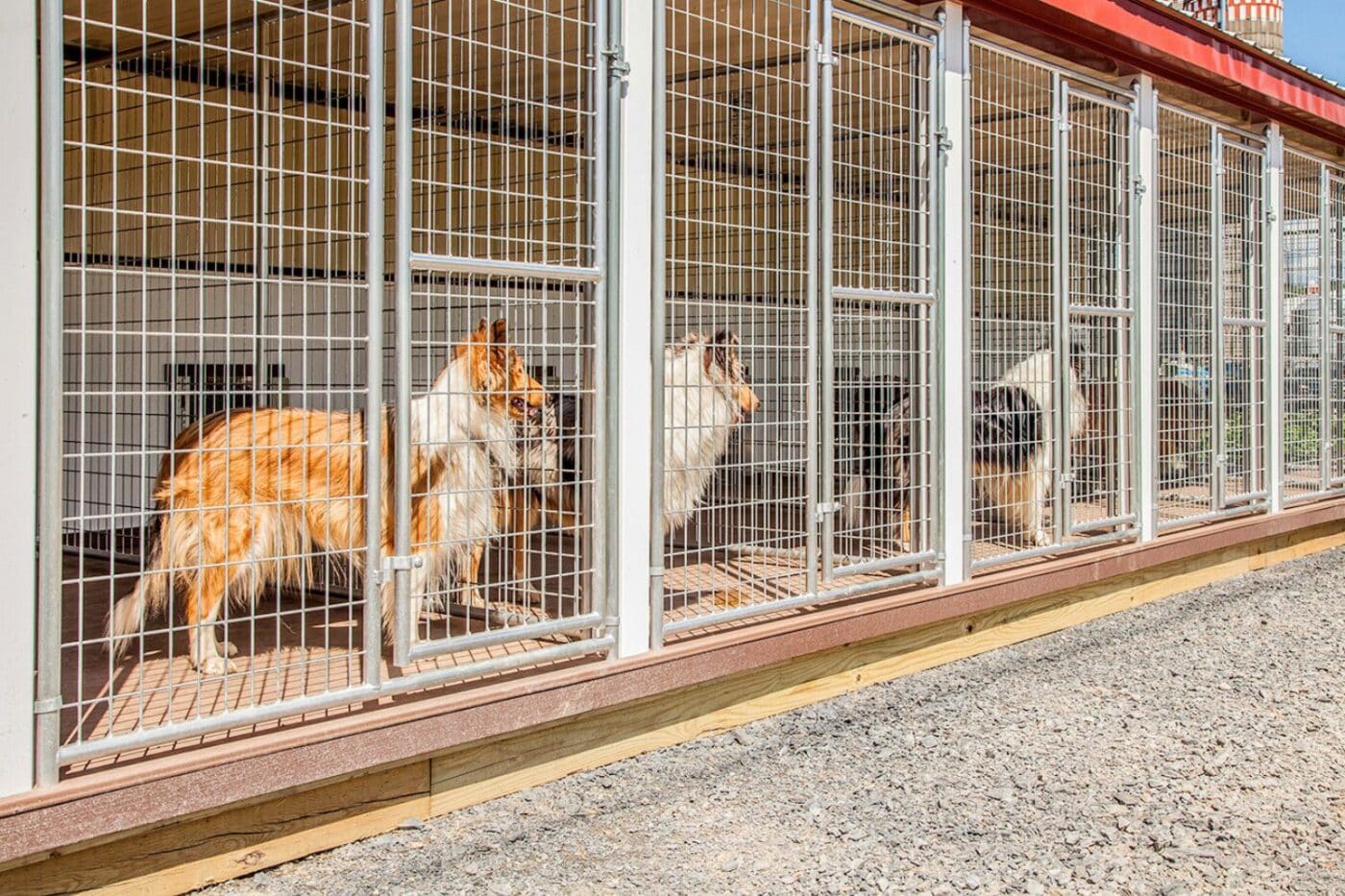 dog kennel laws in New Hampshire license