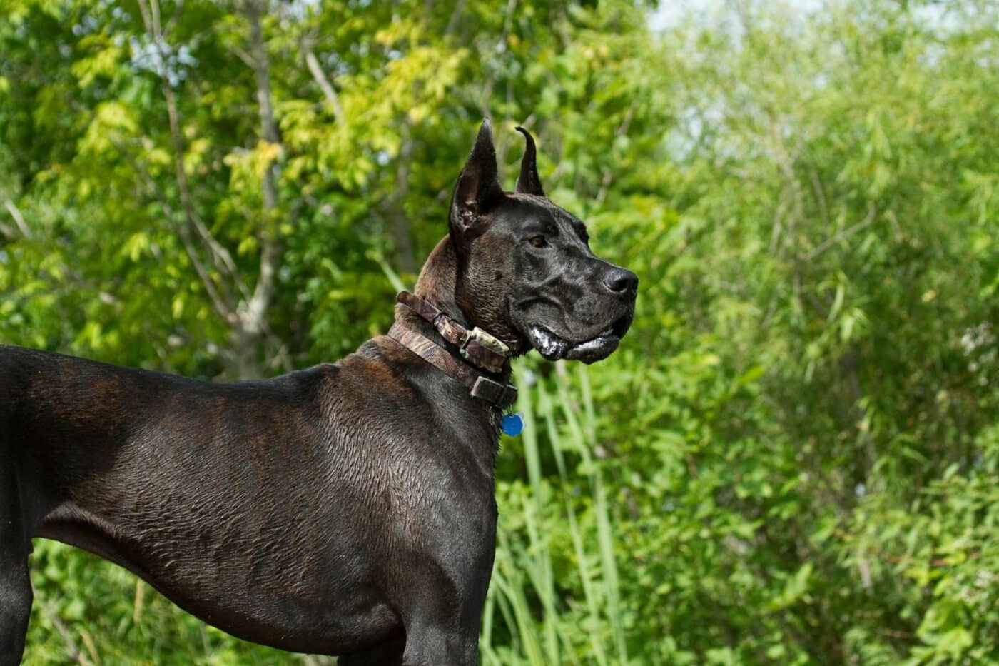 dog kennels for sale in albany ny