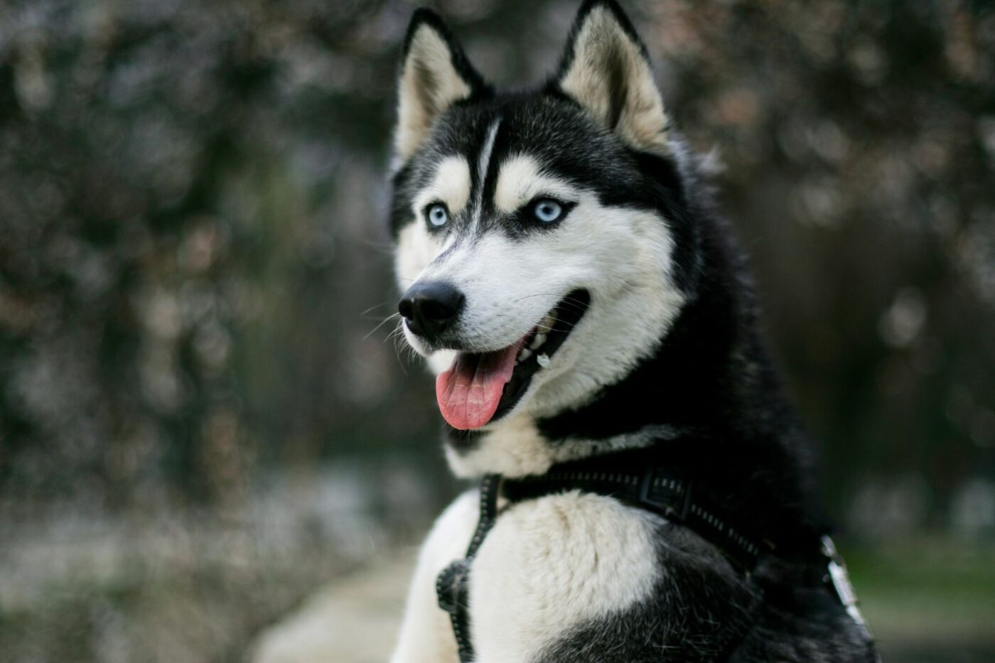 dog kennels for sale in arizona- dog kennels by breed