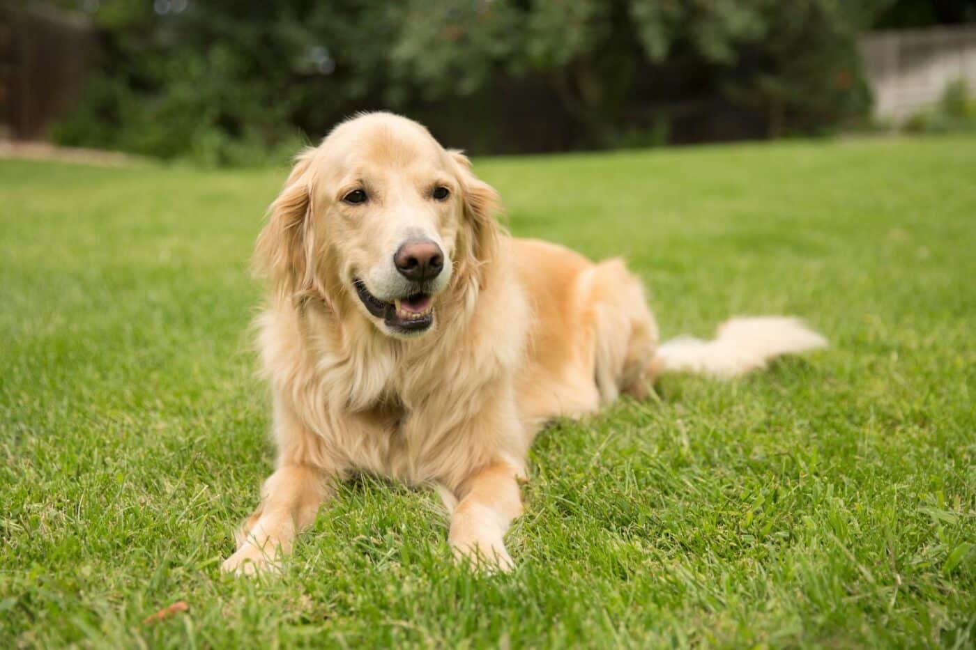 dog kennels for sale in atlanta ga- dog kennels by breed