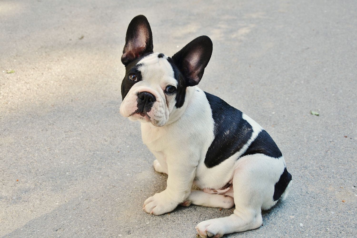dog kennels for sale in bend or- dog kennels by breed