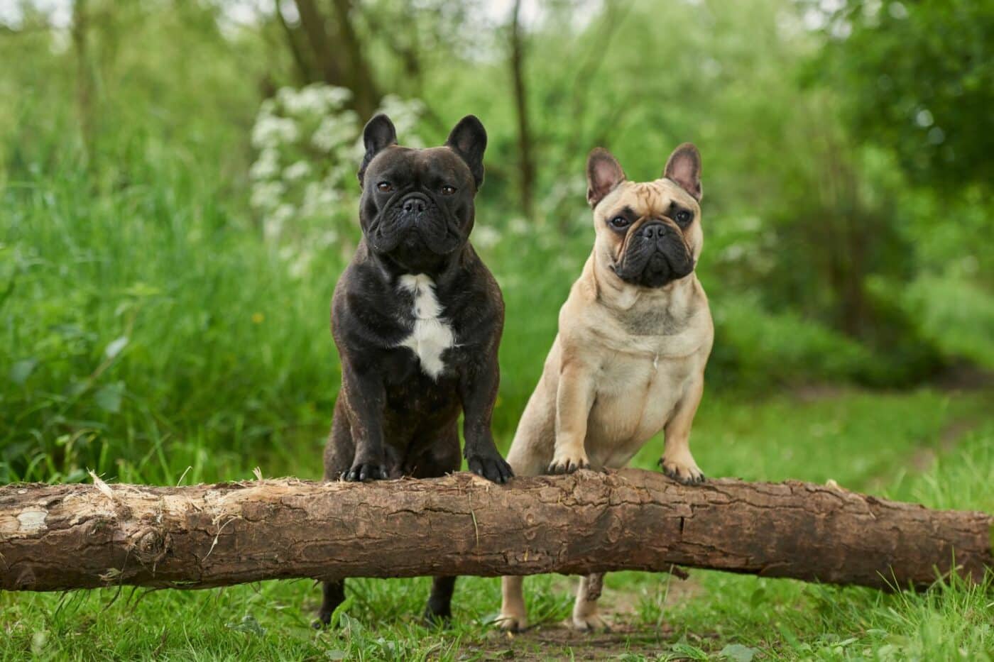dog kennels for sale in birmingham alabama- dog kennels by breed