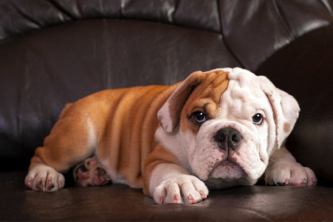 dog kennels for sale in bismarck nd- dog kennels by breed