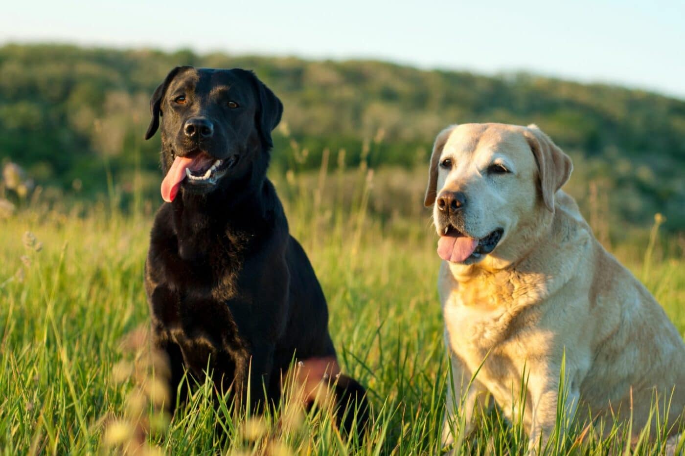 dog kennels for sale in bowling green ky- dog kennels by breed