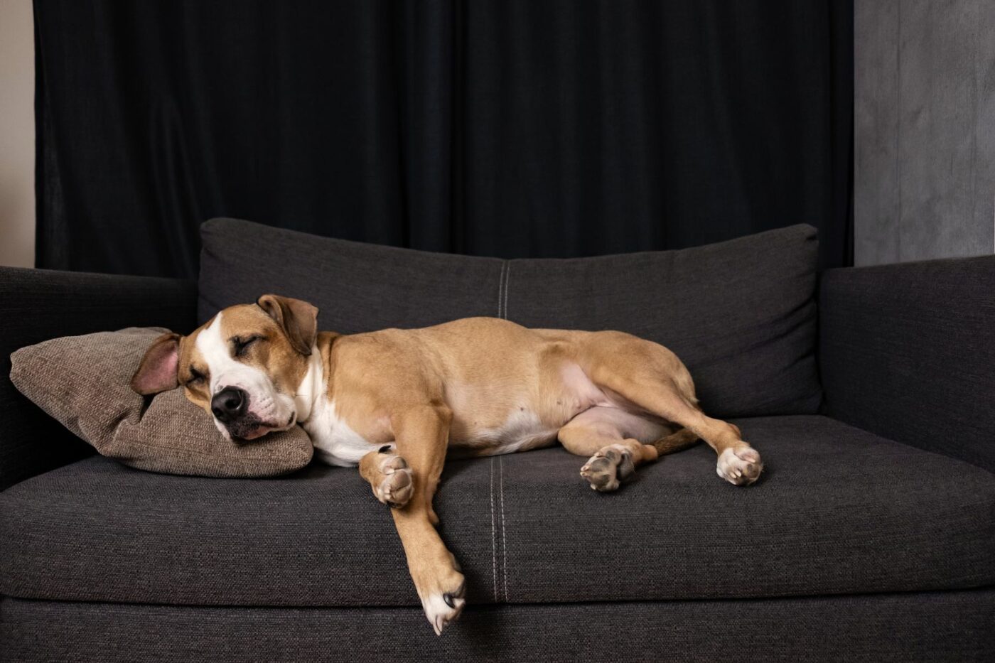dog kennels for sale in charleston wv- dog kennels by breed