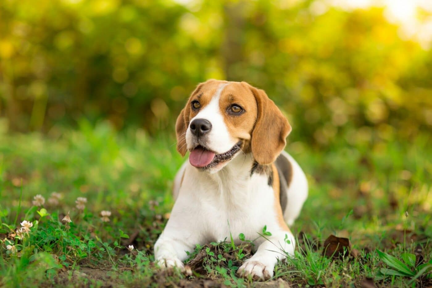 dog kennels for sale in cincinnati oh-dog kennels by dog breed