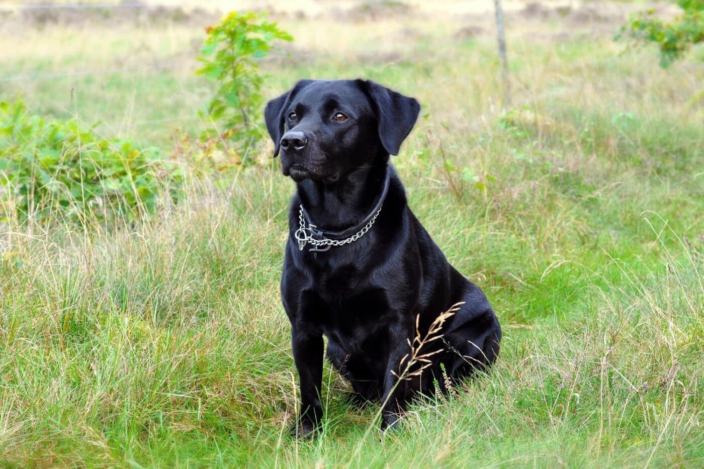 dog kennels for sale in concord nh-by breed
